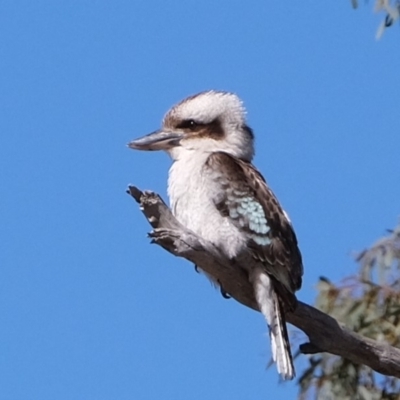 Dacelo novaeguineae (Laughing Kookaburra) at Dunlop, ACT - 2 Sep 2019 by Kurt