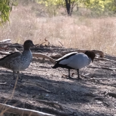 Chenonetta jubata (Australian Wood Duck) at The Pinnacle - 2 Sep 2019 by Kurt