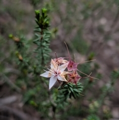 Calytrix tetragona (Common Fringe-myrtle) at Tianjara, NSW - 31 Aug 2019 by MattM