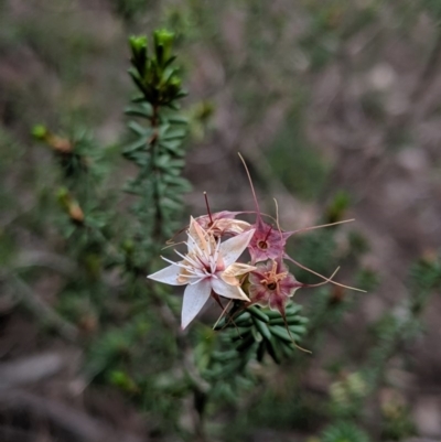 Calytrix tetragona (Common Fringe-myrtle) at Tianjara, NSW - 31 Aug 2019 by MattM