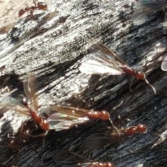 Papyrius nitidus (Shining Coconut Ant) at Symonston, ACT - 2 Sep 2019 by Mike