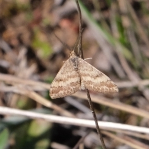 Scopula rubraria at Dunlop, ACT - 2 Sep 2019