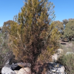 Exocarpos cupressiformis (Cherry Ballart) at Dunlop, ACT - 2 Sep 2019 by Kurt