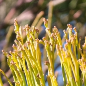 Exocarpos cupressiformis at Dunlop, ACT - 2 Sep 2019