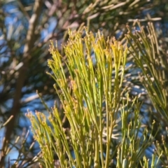 Exocarpos cupressiformis at Dunlop, ACT - 2 Sep 2019