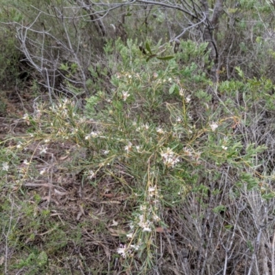 Grevillea patulifolia at Tianjara, NSW - 31 Aug 2019 by MattM