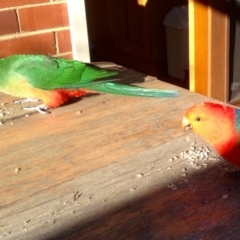 Alisterus scapularis (Australian King-Parrot) at Aranda, ACT - 31 Aug 2019 by KMcCue