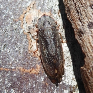 Stenocotis depressa at Fyshwick, ACT - 2 Sep 2019