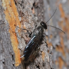 Mutillidae (family) at ANBG - 28 Aug 2019