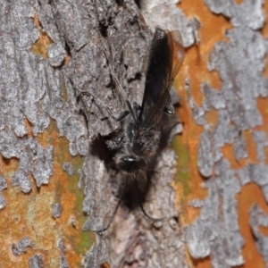 Mutillidae (family) at ANBG - 28 Aug 2019