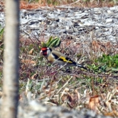 Carduelis carduelis (European Goldfinch) at National Arboretum Forests - 2 Sep 2019 by RodDeb