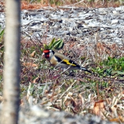 Carduelis carduelis (European Goldfinch) at Molonglo Valley, ACT - 2 Sep 2019 by RodDeb