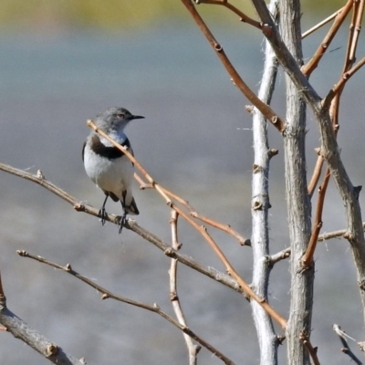 Epthianura albifrons (White-fronted Chat) at National Arboretum Forests - 2 Sep 2019 by RodDeb