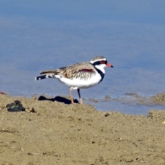 Charadrius melanops (Black-fronted Dotterel) at Molonglo Valley, ACT - 2 Sep 2019 by RodDeb