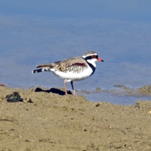 Charadrius melanops at Molonglo Valley, ACT - 2 Sep 2019 11:04 AM