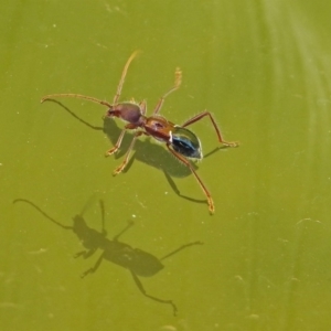 Pseudohalme laetabilis at Molonglo Valley, ACT - 2 Sep 2019