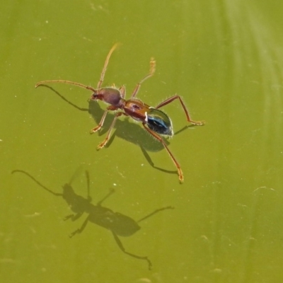 Pseudohalme laetabilis (A Longhorn Beetle) at National Zoo and Aquarium - 2 Sep 2019 by RodDeb