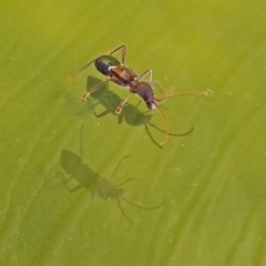 Pseudohalme laetabilis at Molonglo Valley, ACT - 2 Sep 2019