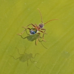 Pseudohalme laetabilis at Molonglo Valley, ACT - 2 Sep 2019