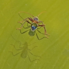 Pseudohalme laetabilis at Molonglo Valley, ACT - 2 Sep 2019