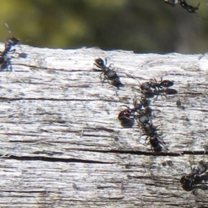 Ochetellus sp. (genus) at Paddys River, ACT - 1 Sep 2019