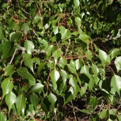 Brachychiton populneus subsp. populneus (Kurrajong) at Symonston, ACT - 2 Sep 2019 by Mike