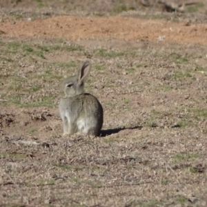 Oryctolagus cuniculus at Symonston, ACT - 2 Sep 2019