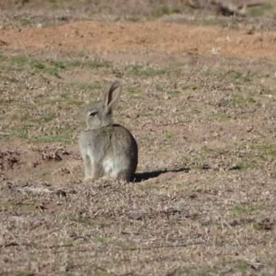 Oryctolagus cuniculus (European Rabbit) at Symonston, ACT - 2 Sep 2019 by Mike