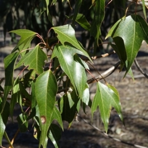 Brachychiton populneus subsp. populneus at Symonston, ACT - 2 Sep 2019