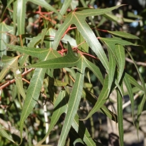 Brachychiton populneus subsp. populneus at Symonston, ACT - 2 Sep 2019