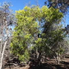 Acacia pycnantha (Golden Wattle) at Symonston, ACT - 2 Sep 2019 by Mike