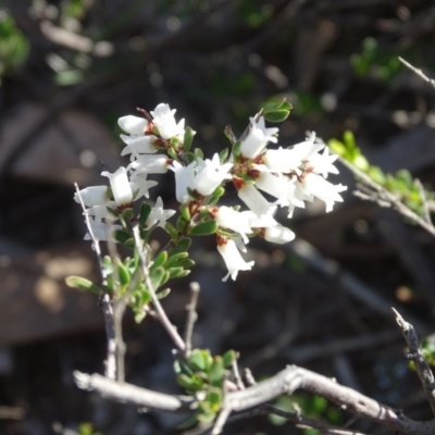 Cryptandra amara (Bitter Cryptandra) at Symonston, ACT - 2 Sep 2019 by Mike