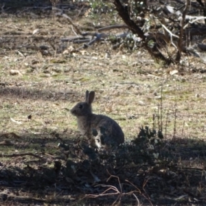 Oryctolagus cuniculus at Symonston, ACT - 2 Sep 2019