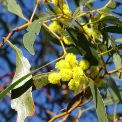 Acacia pycnantha (Golden Wattle) at Symonston, ACT - 2 Sep 2019 by Mike