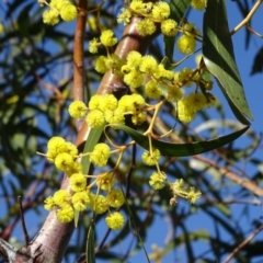 Acacia pycnantha at Symonston, ACT - 2 Sep 2019