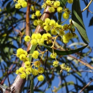 Acacia pycnantha at Symonston, ACT - 2 Sep 2019