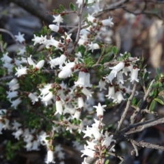 Cryptandra amara (Bitter Cryptandra) at Symonston, ACT - 2 Sep 2019 by Mike