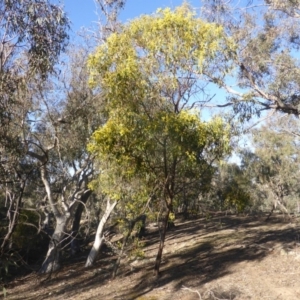 Acacia pycnantha at Symonston, ACT - 2 Sep 2019