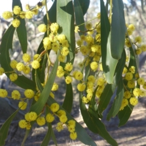 Acacia pycnantha at Symonston, ACT - 2 Sep 2019