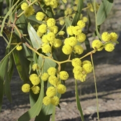 Acacia pycnantha at Symonston, ACT - 2 Sep 2019