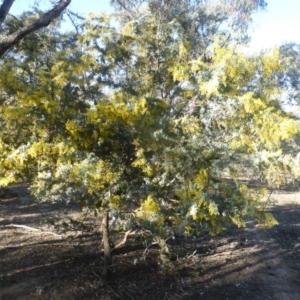 Acacia baileyana at Symonston, ACT - 2 Sep 2019