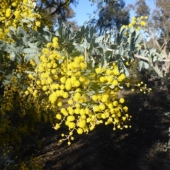 Acacia baileyana at Symonston, ACT - 2 Sep 2019