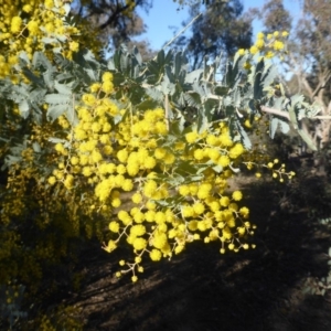 Acacia baileyana at Symonston, ACT - 2 Sep 2019 03:58 PM