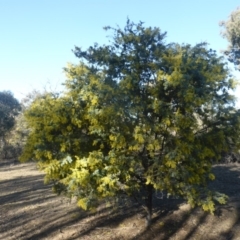 Acacia baileyana at Symonston, ACT - 2 Sep 2019