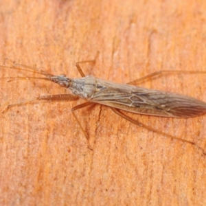 Nabis sp. (genus) at Hall, ACT - 1 Sep 2019 11:33 AM