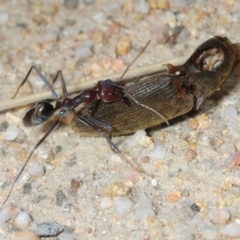 Iridomyrmex purpureus (Meat Ant) at Karabar, NSW - 1 Sep 2019 by Harrisi