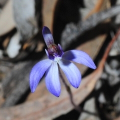 Cyanicula caerulea (Blue Fingers, Blue Fairies) at Mount Jerrabomberra QP - 1 Sep 2019 by Harrisi