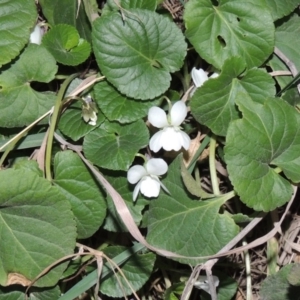 Viola odorata at Molonglo River Reserve - 1 Sep 2019