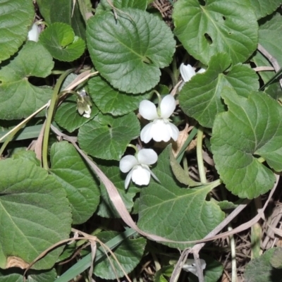 Viola odorata (Sweet Violet, Common Violet) at Molonglo River Reserve - 1 Sep 2019 by michaelb