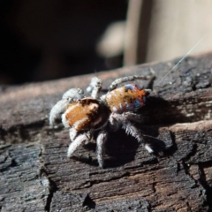 Maratus calcitrans (Kicking peacock spider) at Dunlop, ACT - 2 Sep 2019 by CathB